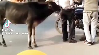 Funny videos in urdu moment