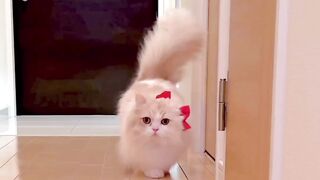 Cat Walk