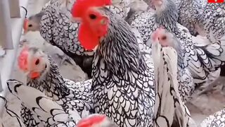 Beautiful chickens