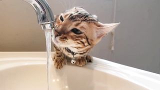 Bengal cats are like sour patch kids