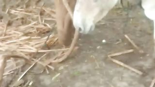 Donkey is very sad