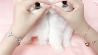 Cute and Funny Pomeranian Videos 25 #Shorts