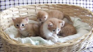 Mom cat with 4 meowing kittens (no added music - pure cuteness)
