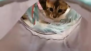 #cat #catlover #funny Cute Cat S