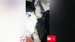 Cute little kitten playing