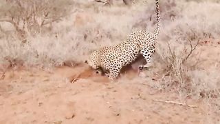 Leopard kills Warthog