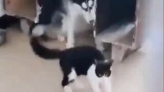Naughty Dog and Cat