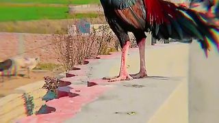 Shaoq is trh ky hoty hai