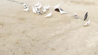Pigeons flying slowmo