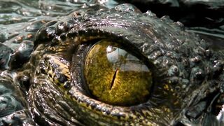 Spits & Stings - Animal Armory - Episode 5 - Free Documentary Nature.mkv
