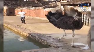 #pitbull_#dog_#danger_#shorts_#video(720p)