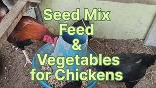 What to Feed Your Chickens: A Complete Guide to Optimal Chicken Nutrition