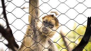 DOG AT THE ZOO II comedy stories in English with pictures II Comic English Story
