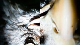 Eagle#capcut#tiktok#templates#birde#ANIMALS#entertainment#viralvidoes#youtube