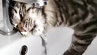 How a cat drinks water