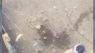 The Supar Smart Cat ???? High Jump On Risky
