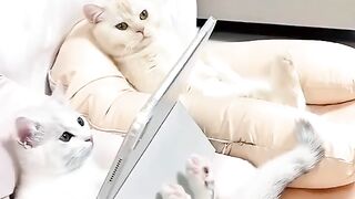 Cute Cat videos #animalvodeo