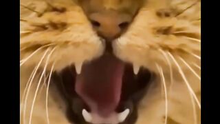 funny cute cate video