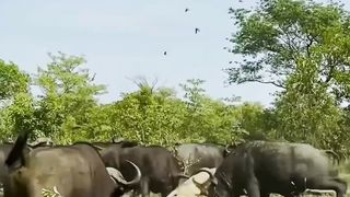 Islamic videos