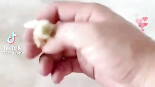 Chicks
