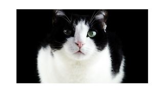 Cute pet animals - very beautiful animals