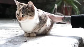Sweet And Cute Cat Videos