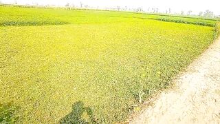 Pakistan ur kisan