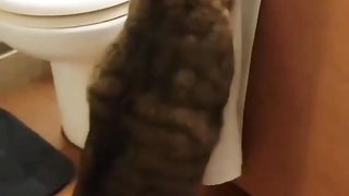 Best funny cat and dog #animalvideo