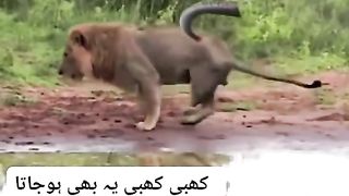 Animale