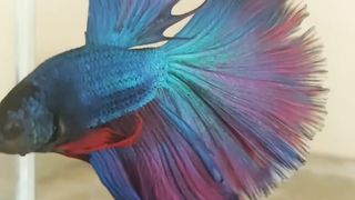 Beautiful fish
