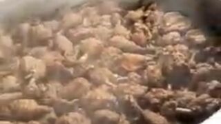Chicken steam roast ( subscribe please )