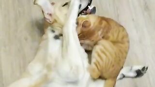 The cat defeated the dog in a duel.