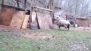 The ram will unpack the dog.