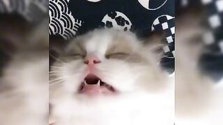 The sleepy kingdom of fuzzies.