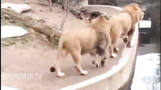 Stared and fell.