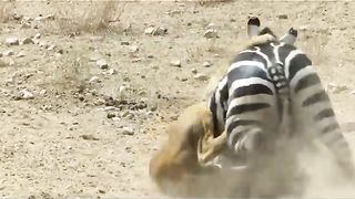 The zebra escaped the lion