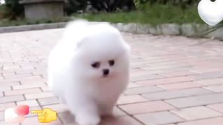 Sweet dogi baby