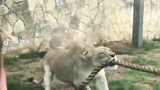 Lion vs man