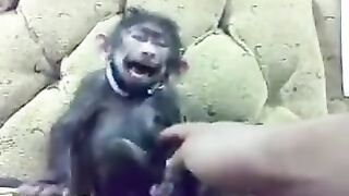 Best funny clip amazing funny video