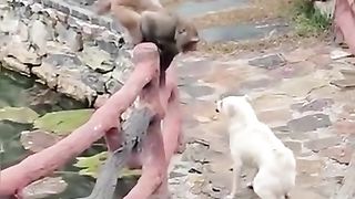 Monkey and dog latest funny video