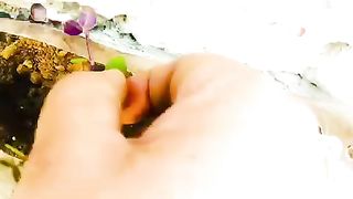 How to grow purple turtle vine plant.