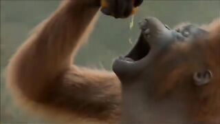 Monkey Dancing 2023