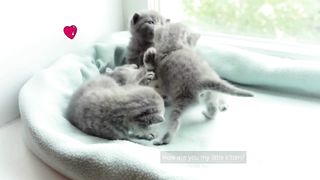 Funniest Dogs And Cats Videos ???? - Best Funny Animal Videos 2023 ???? #5