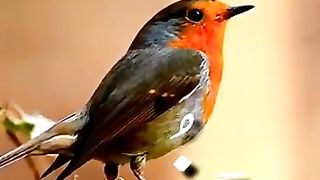5225169990436242835_play.mp4_logo_US.