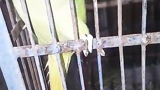 Talking Parrot