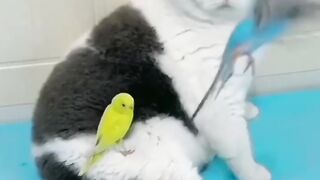Cute Cat With Parrots