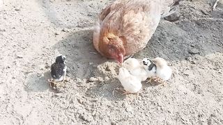Aseel Chick's ????  (Pakistani Aseel Murgi)