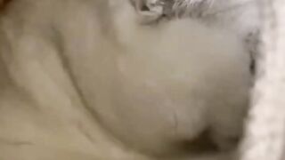 Cute Cat