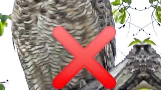 haram and halal meat in Islam part 15 _shorts _ARFACT123(720P_HD).