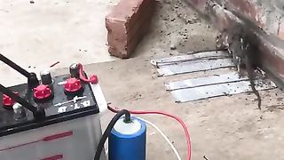 Best Mouse Trap | The most effective simple homemade mouse trap